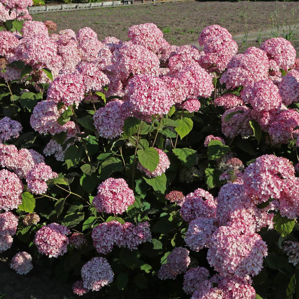 Hydrangea arborescens 'Magical Pinkerbell'